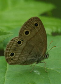 Little Wood Satyr